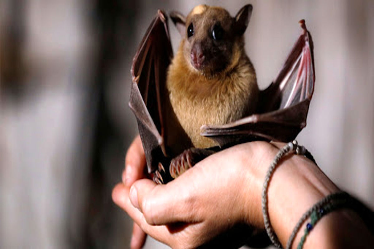 چرا خفاش ها بیمار نمی شوند؟