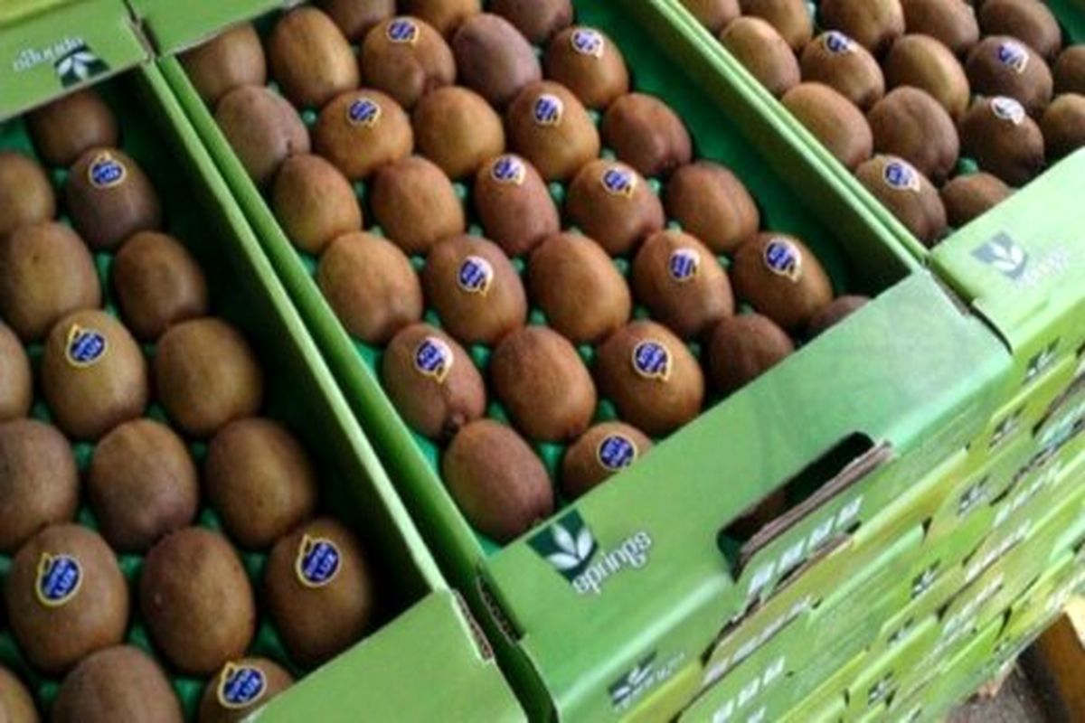 ماجرای برگشت کیوی‌های ایرانی چه بود؟