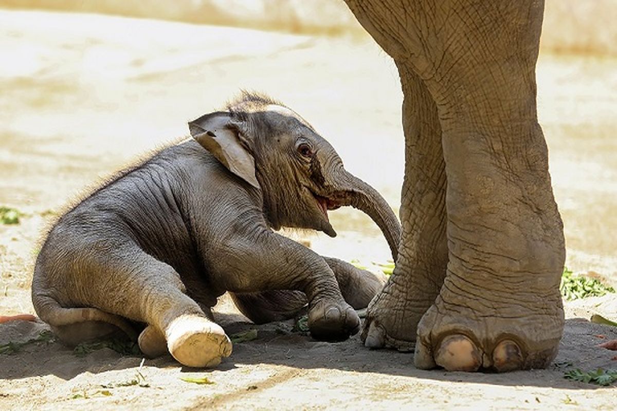 آخرین وضعیت توله فیل باغ وحش ارم