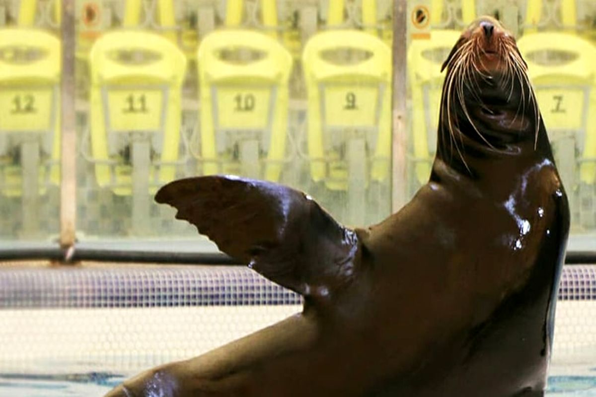 تلف شدن شیر دریایی دلفیناریوم برج میلاد در صفادشت