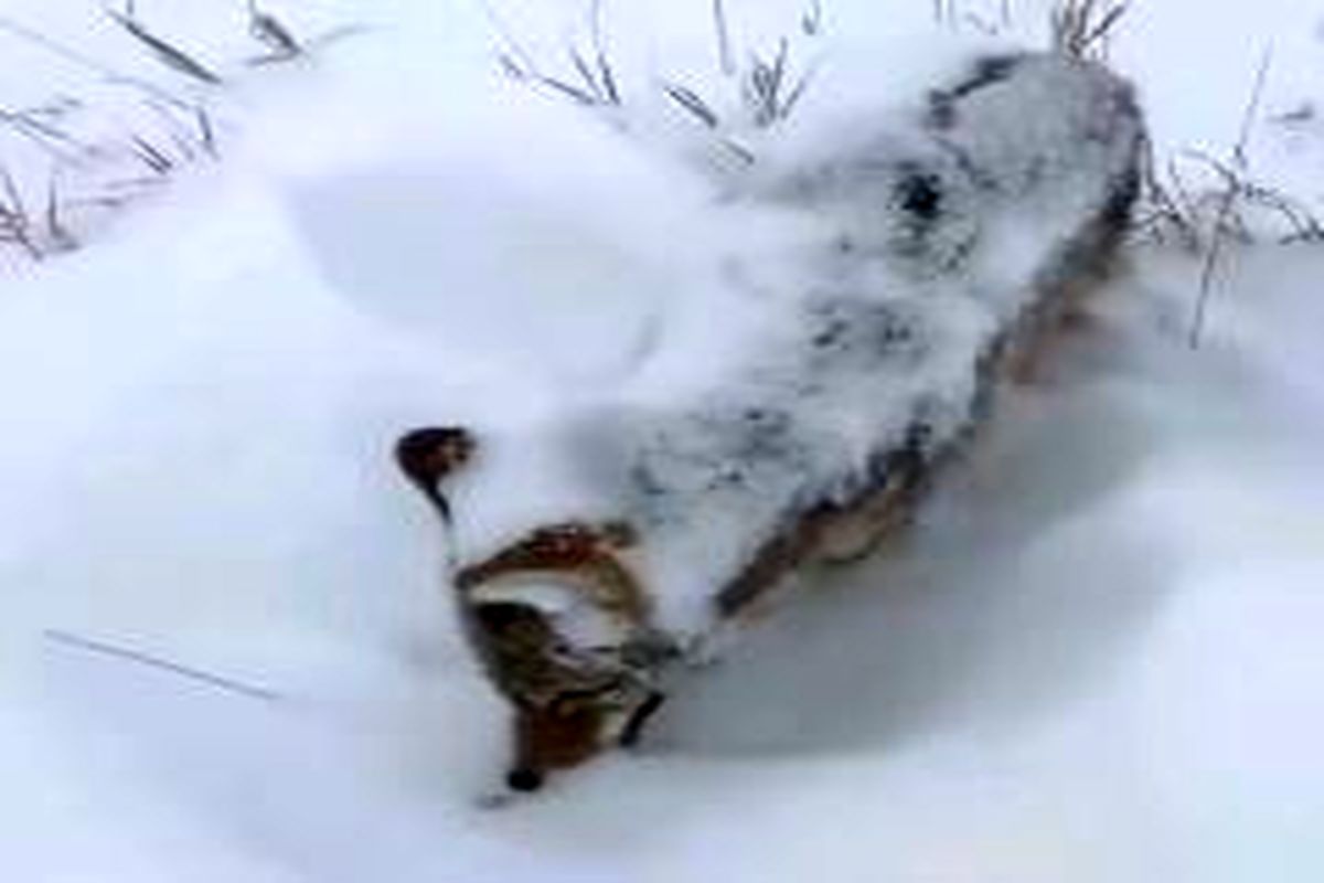 یخ‌زدن گرگ در سرمای منفی ۱۷ درجه + فیلم