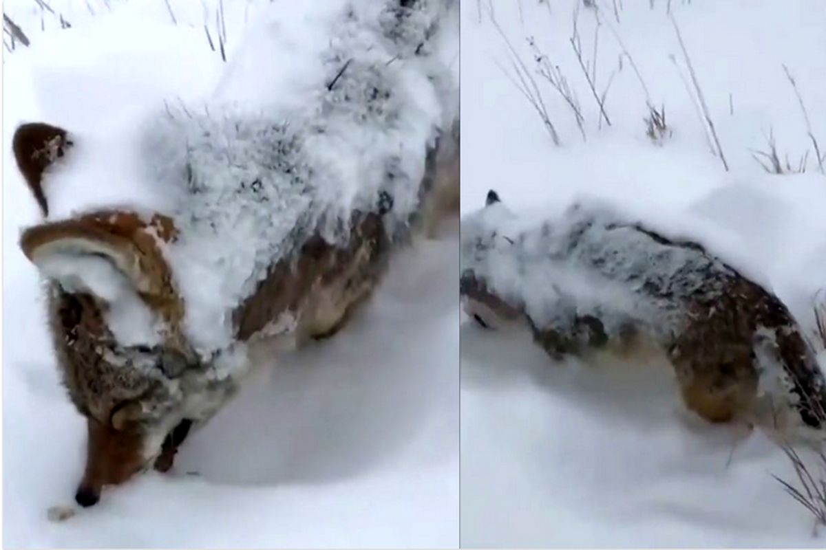 گرگ یخ زده در ترکیه