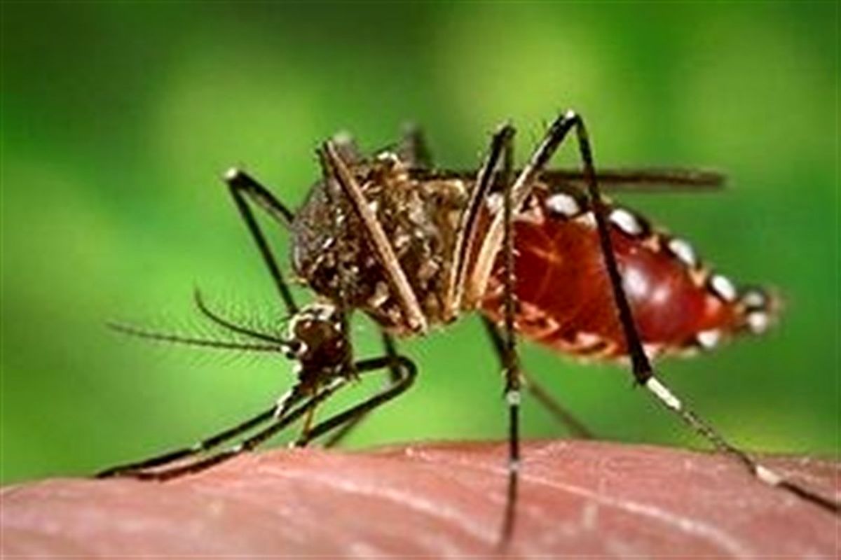 مراقب این هیولای کوچک باشید