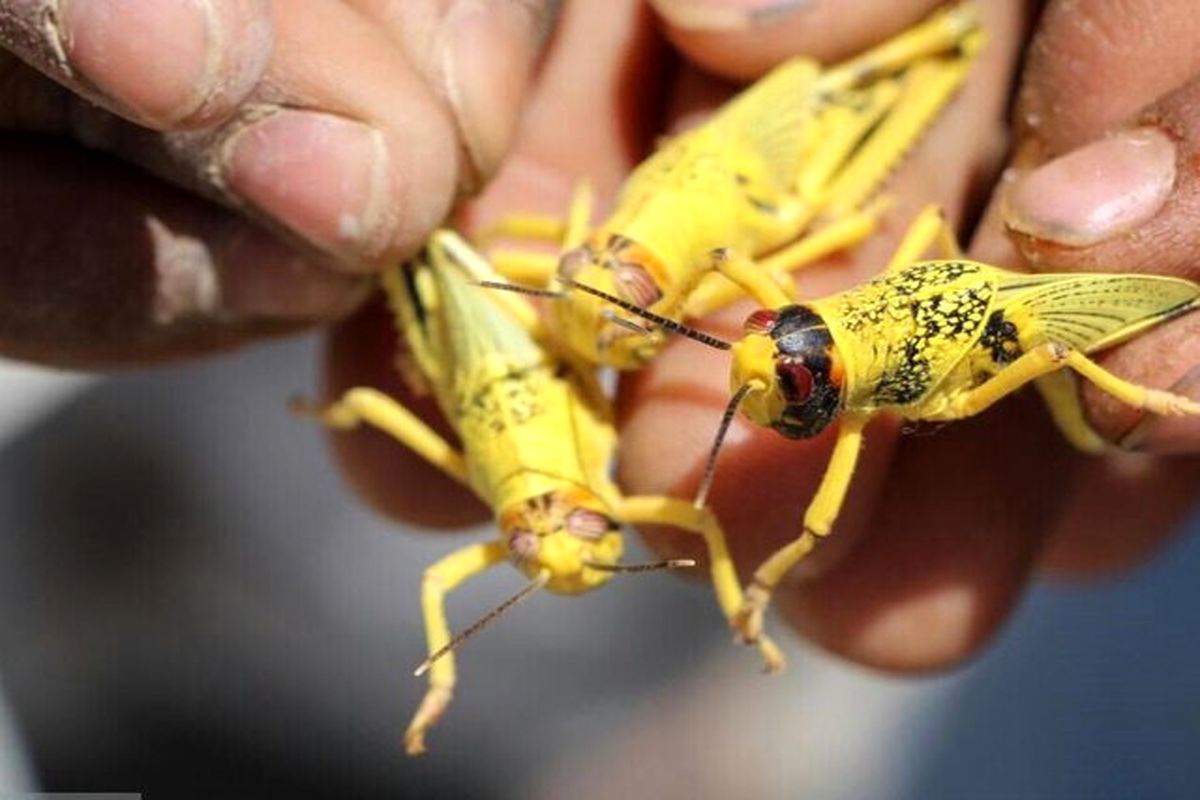 احتمال هجوم ملخ‌های صحرایی به این استان