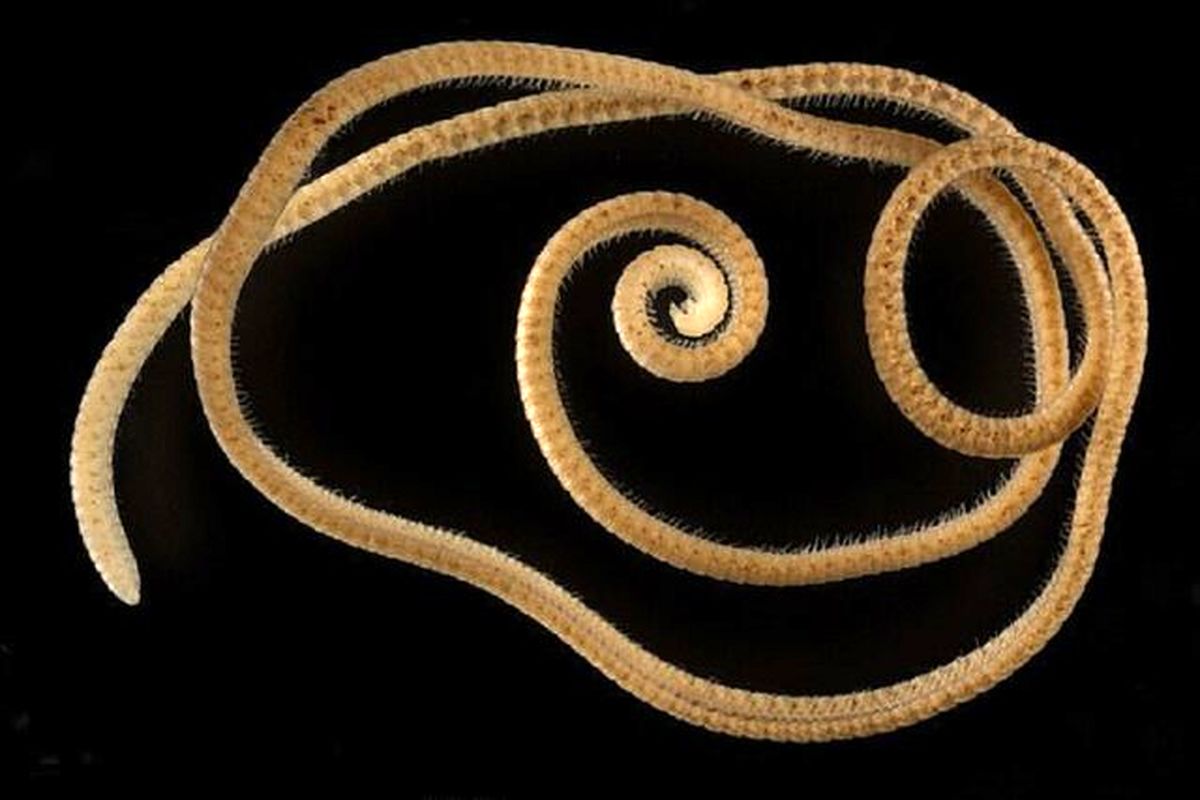 کشف اولین هزارپای واقعی در استرالیا