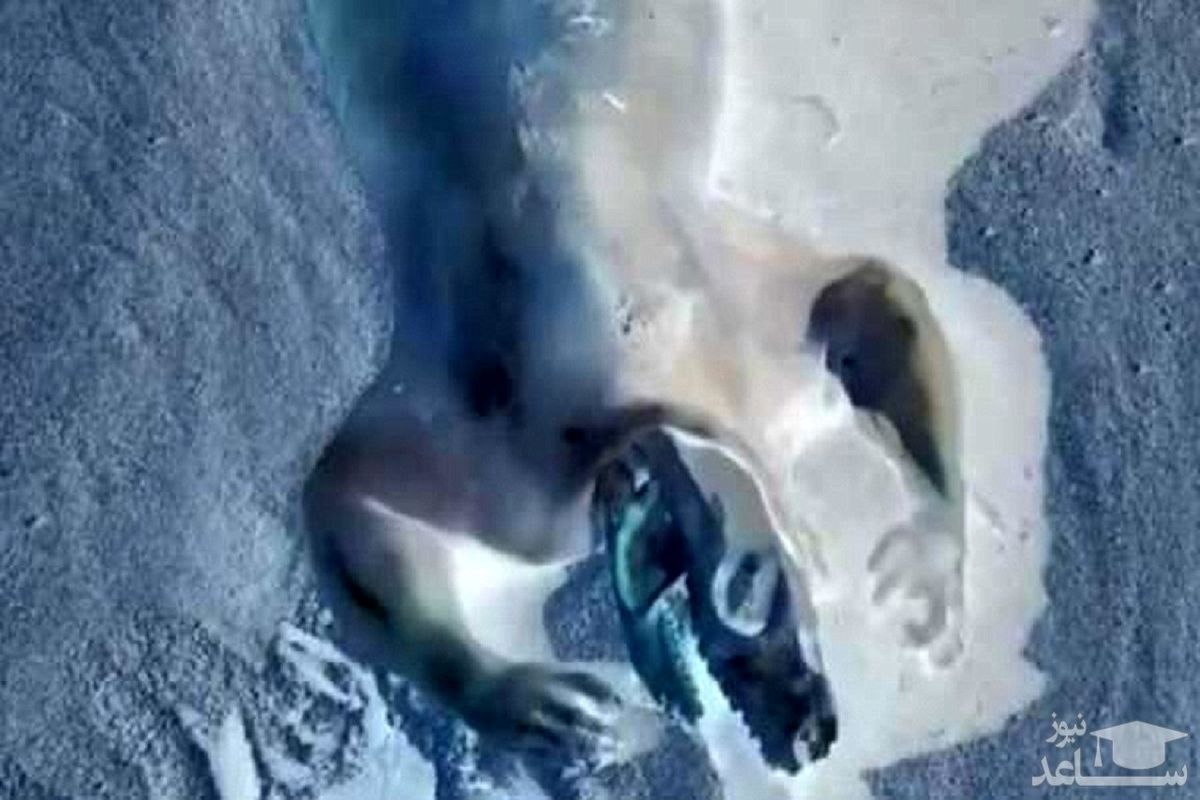 کشف موجودی افسانه ای در ساحل استرالیا!