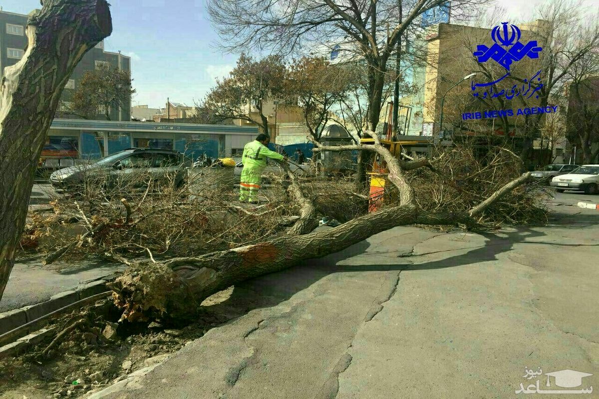 درختی که قاتل شد!