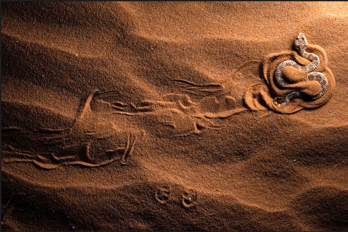 عکس/ زیباترین کلوزآپ از یک مار صحرایی