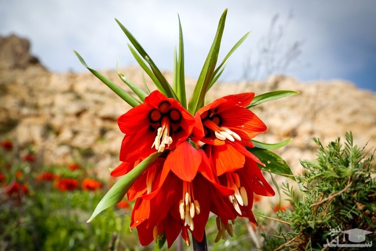 یک حال خوب با لاله واژگون / اشک مریم