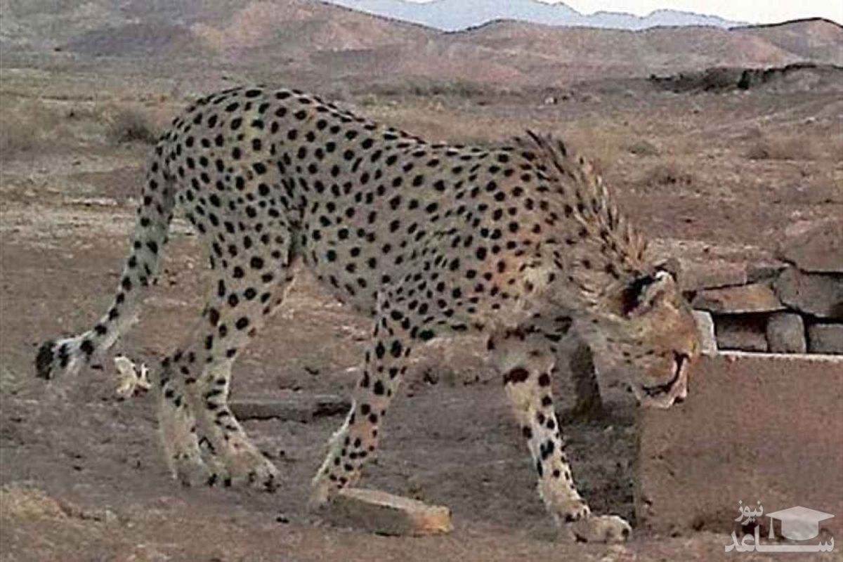 موج سواری برخی رسانه ها برعلیه دامپزشکان ایران