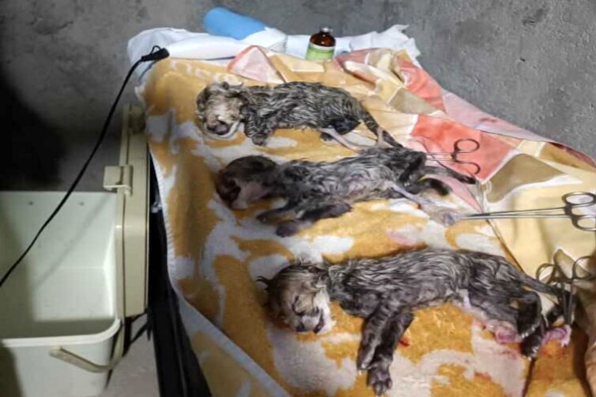 علت مرگ توله های ایران مشخص شد