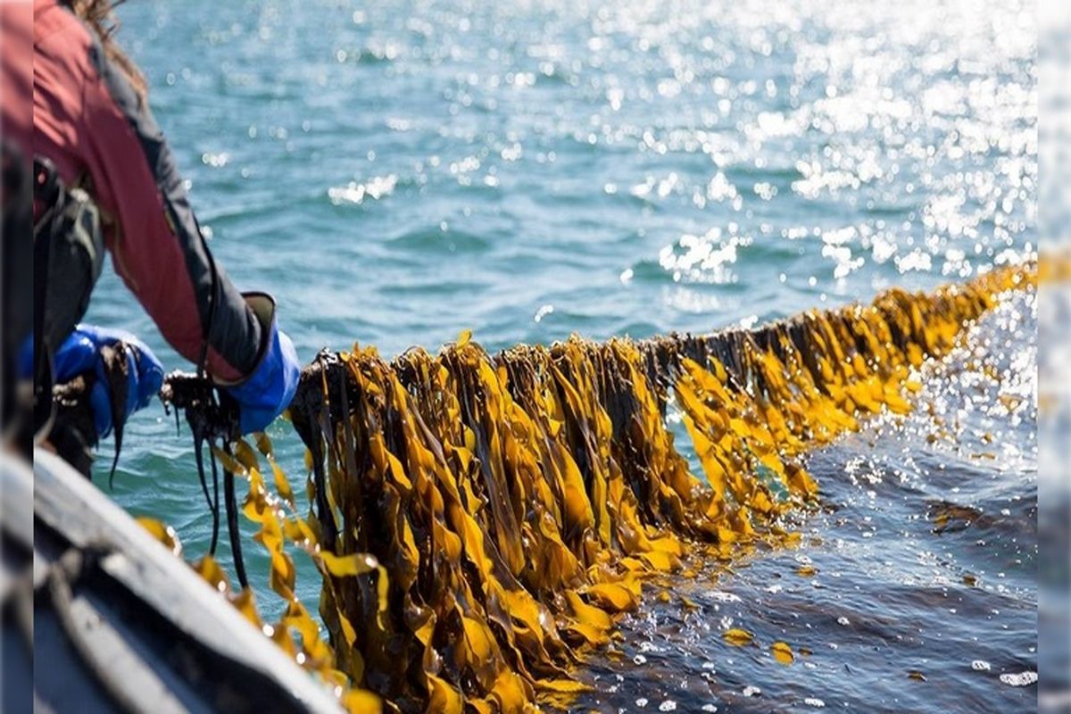 غذاهایی که در آینده مجبور به مصرف هستیم