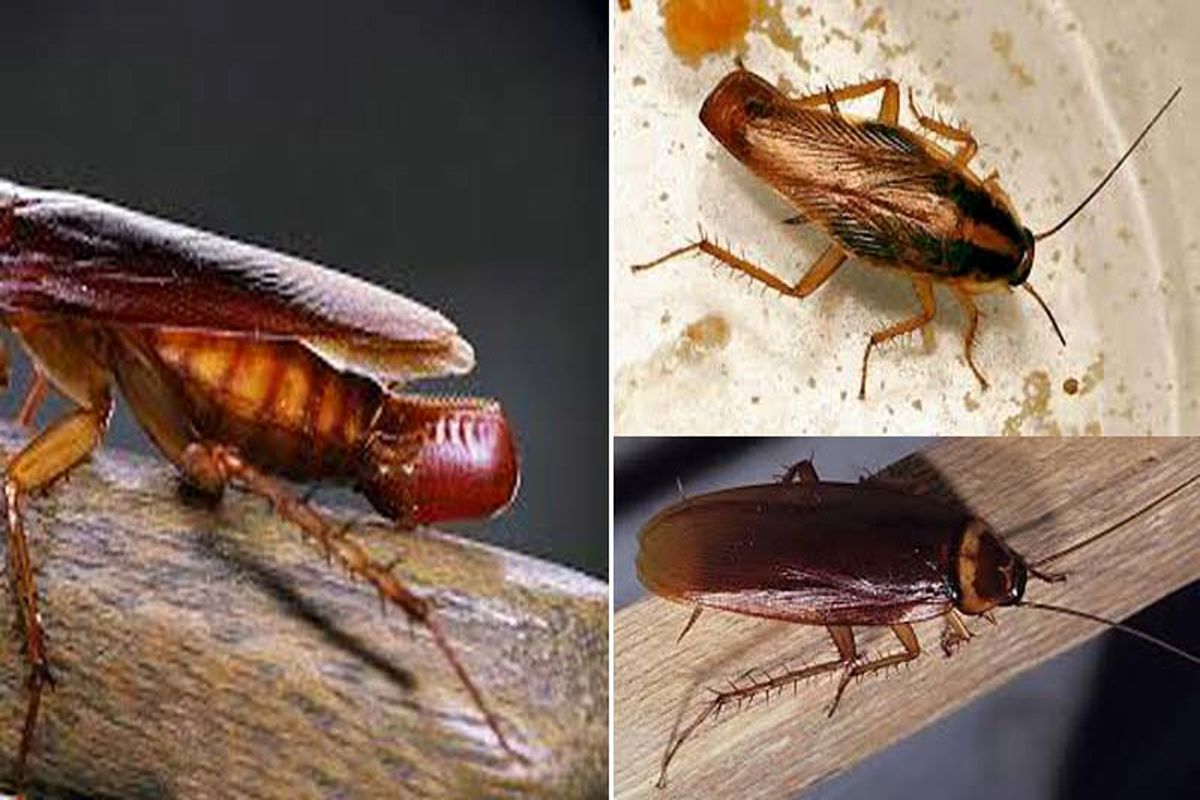 اختلال در سکس سوسک ها!