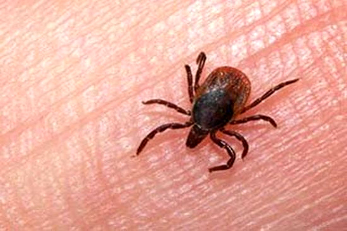 هشدار/ شیوع بیماری کشنده تب کریمه کنگو