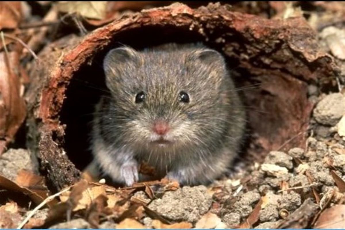 کابوس پایان ناپذیر کرونا/ کشف ویروس جدید