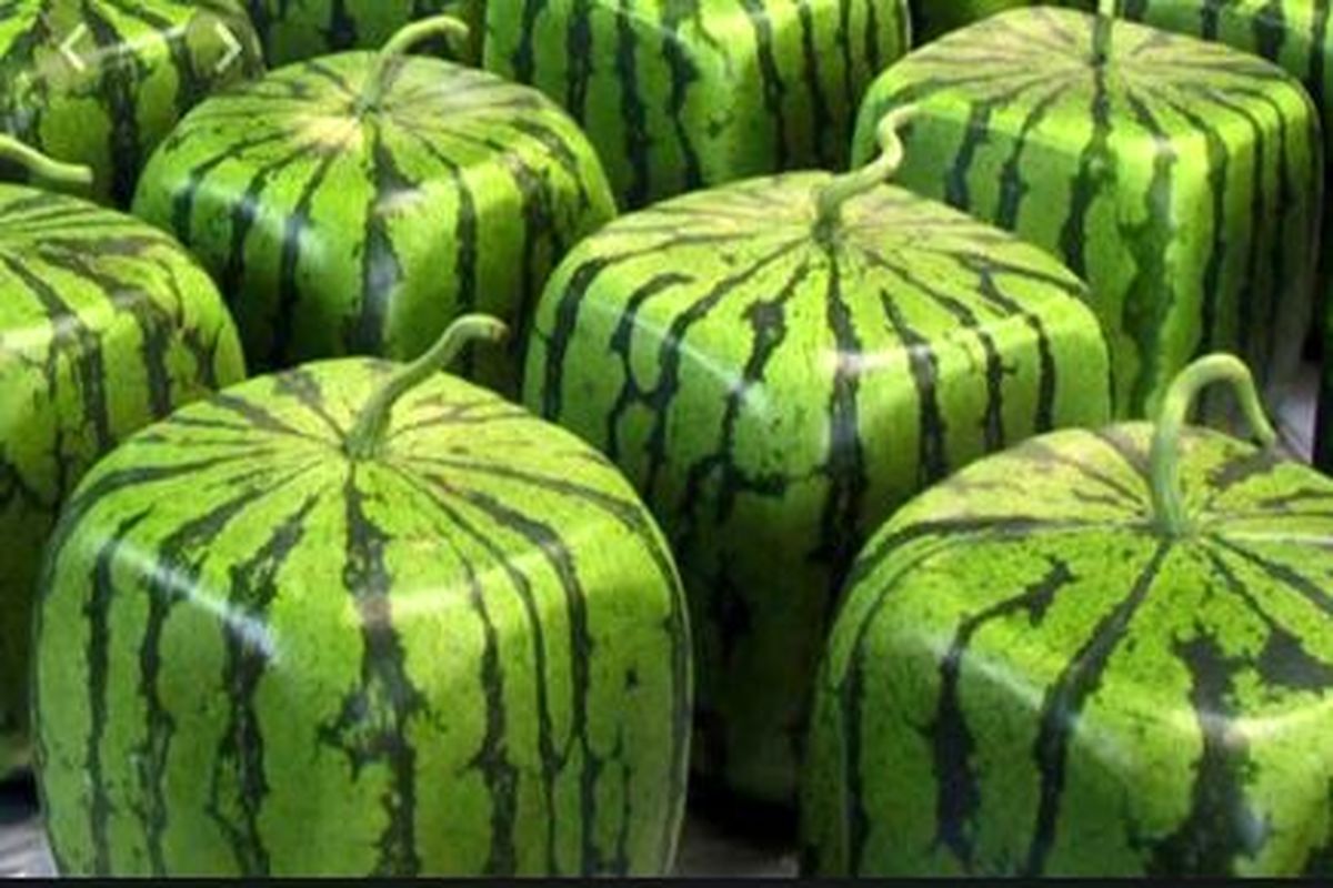 هندوانه سبز حاصل خلاقیت چین