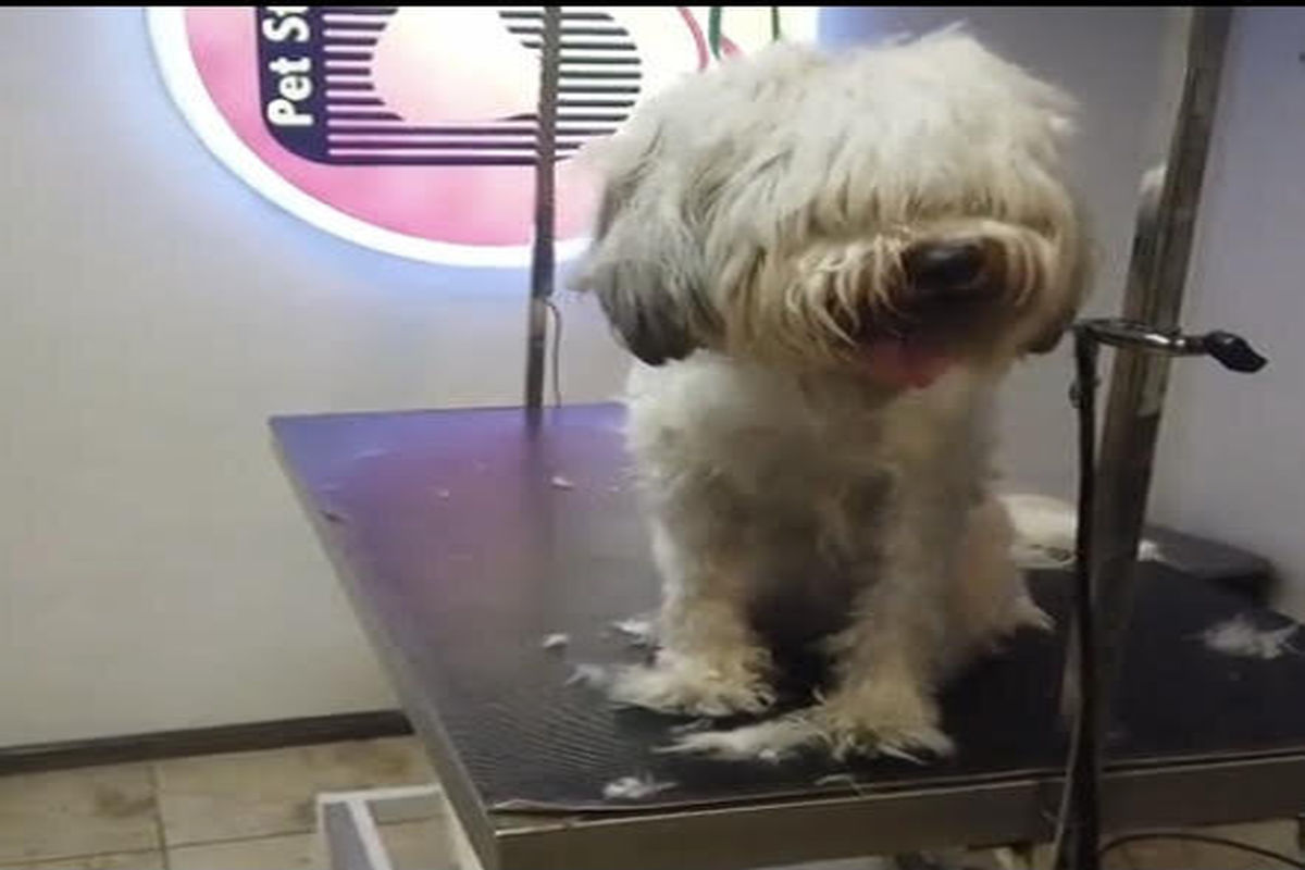 حیوانات خانگی پرخرج بالاشهر