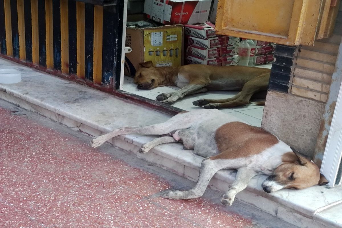 انسانیت یعنی همین و بس