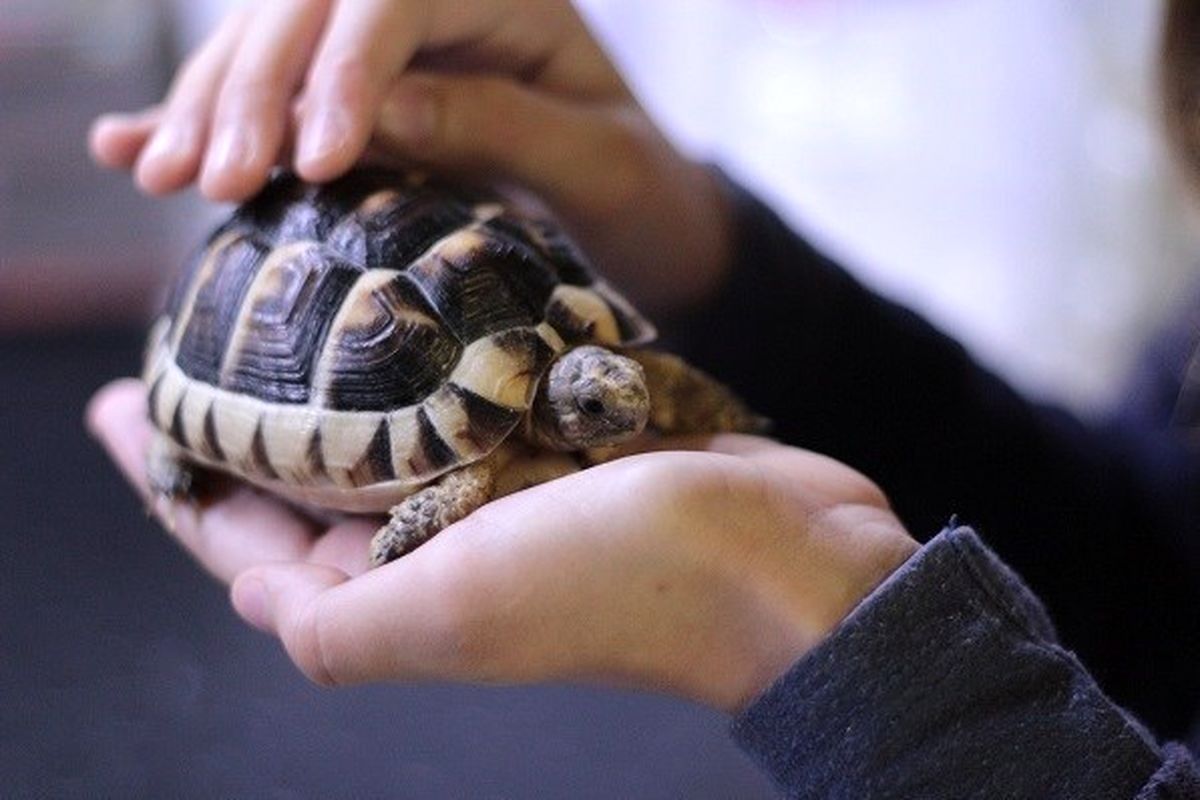 لاک پشت ها را به حال خود بگذارید