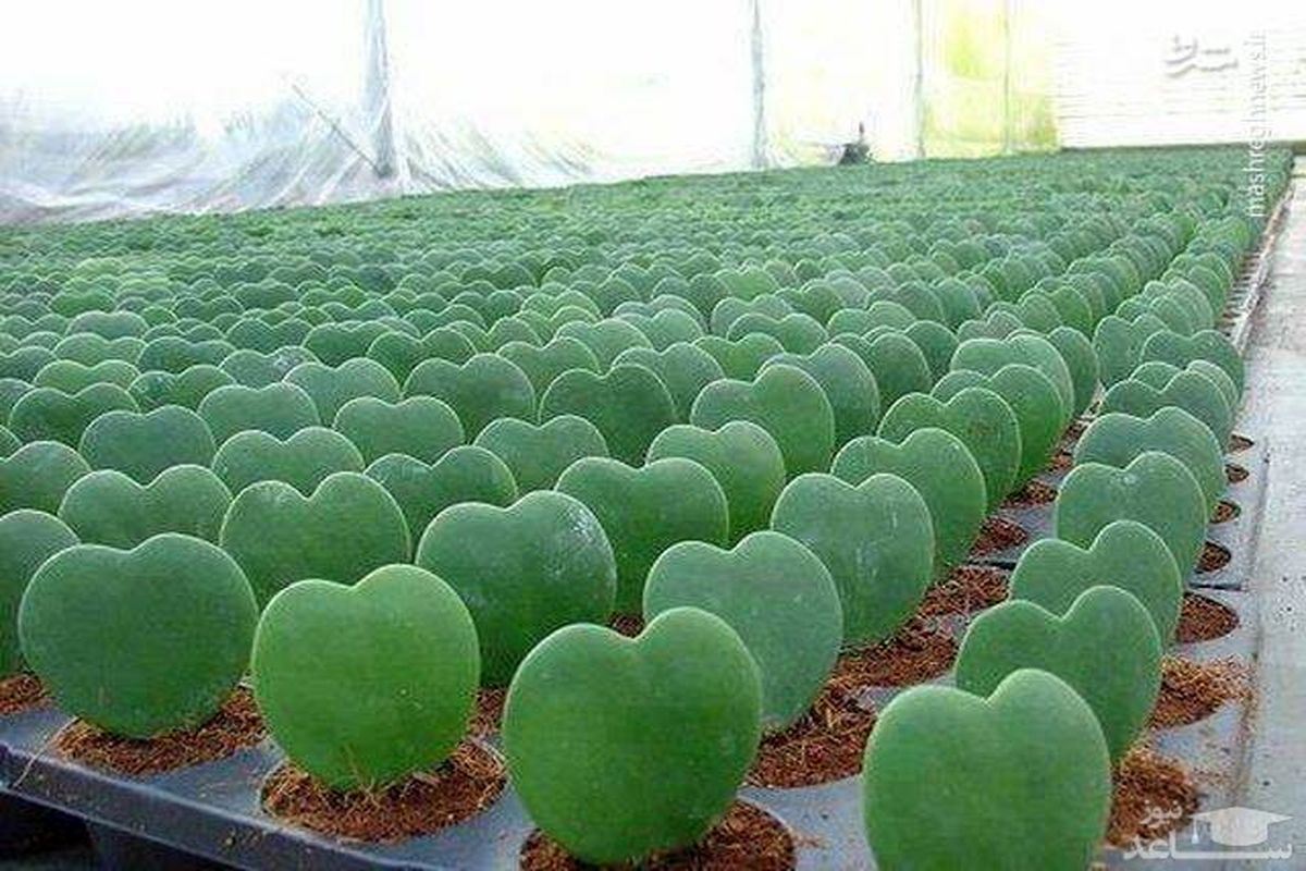 کاکتوس عاشق هم داریم