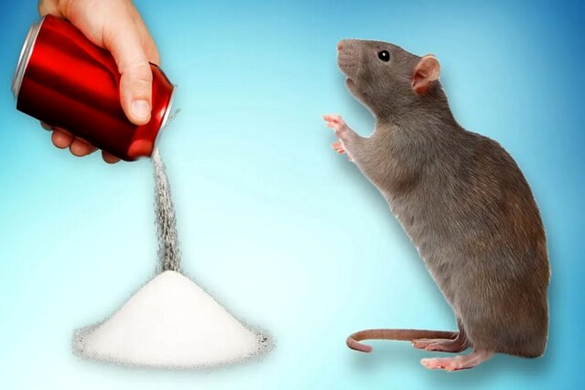 بلایی که نوشابه بر سر مغز می آورد!