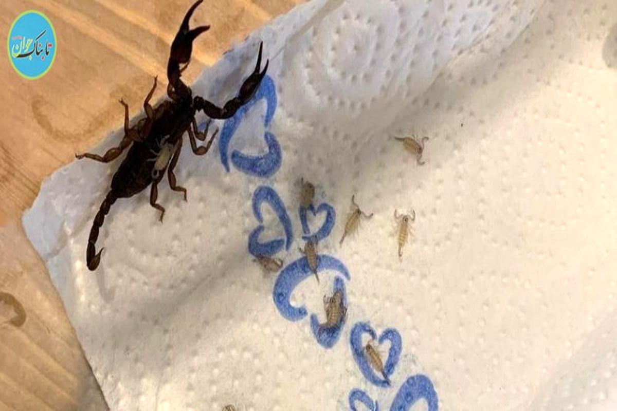 سوغاتی این خانم ۱۸ عقرب بود