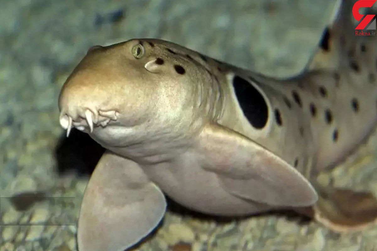 این کوسه پا دارد و قدم می زند + عکس