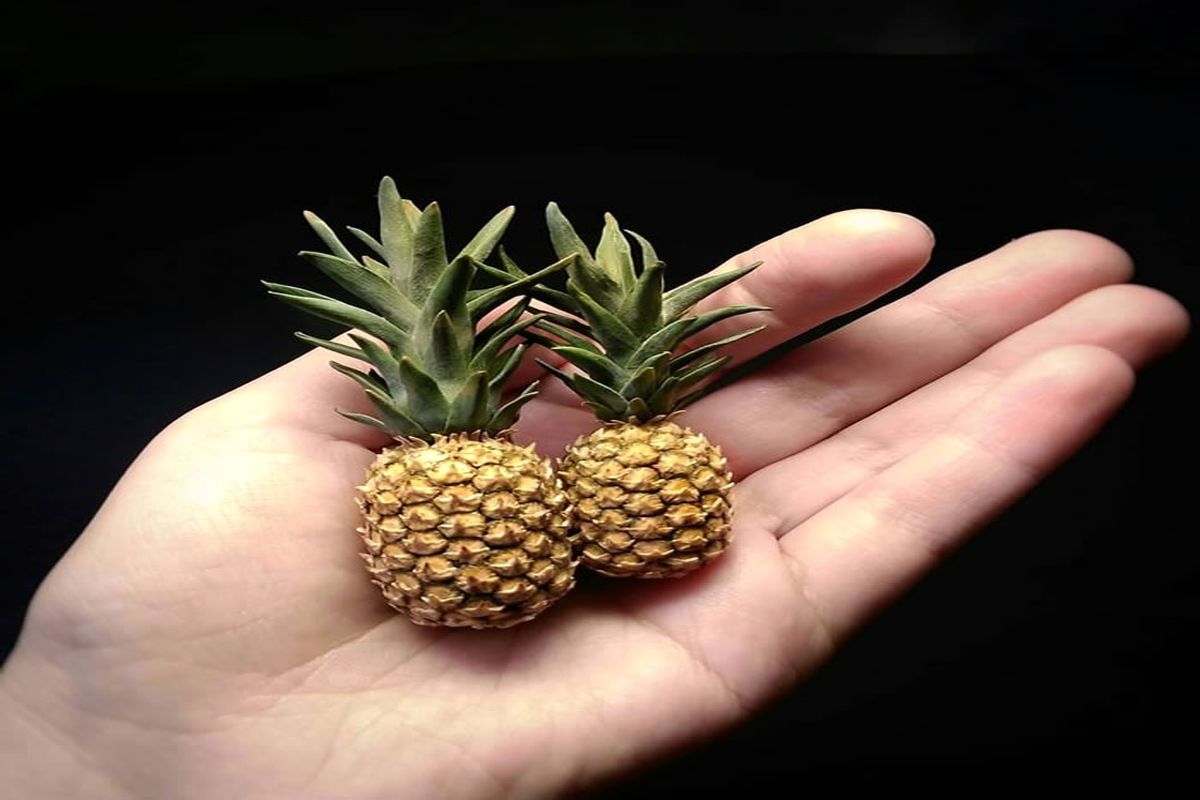 خلق کالاهای فوق واقعی با خاک رُس / باور کردنی نیست + تصاویر