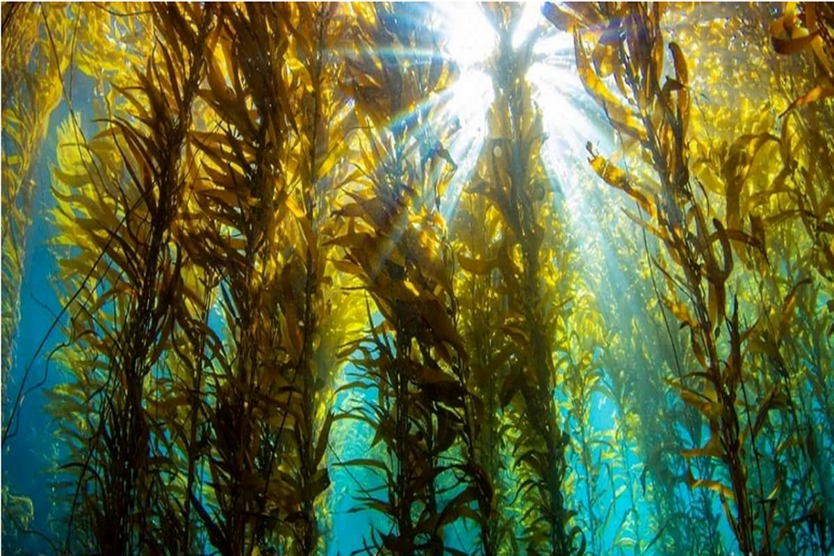 جنگل هایی وسیع زیر اقیانوس ها