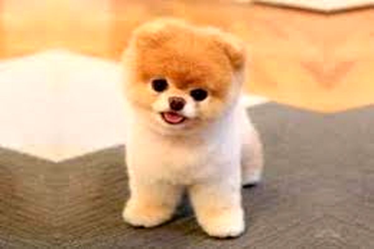 شهرداری اصفهان علیه سگ ها دست به کار شد