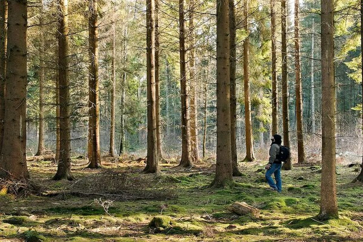 اثر شگفت یک ساعت طبیعت‌گردی بر عملکرد مغز