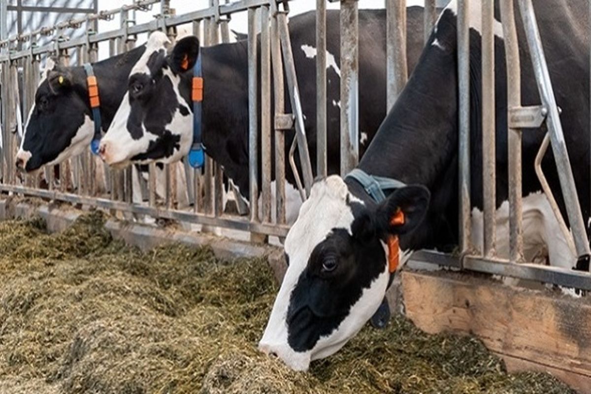 آخرین قیمت هرکیلو دام سنگین در بازار / فروش گوشت گوساله بالاتر از این قیمت تخلف است