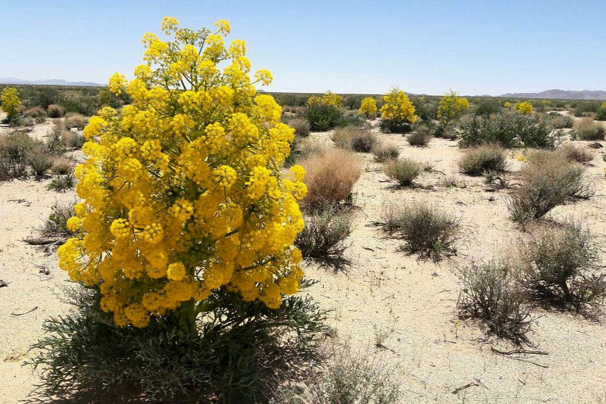 این گیاه را بکارید و پول برداشت کنید!
