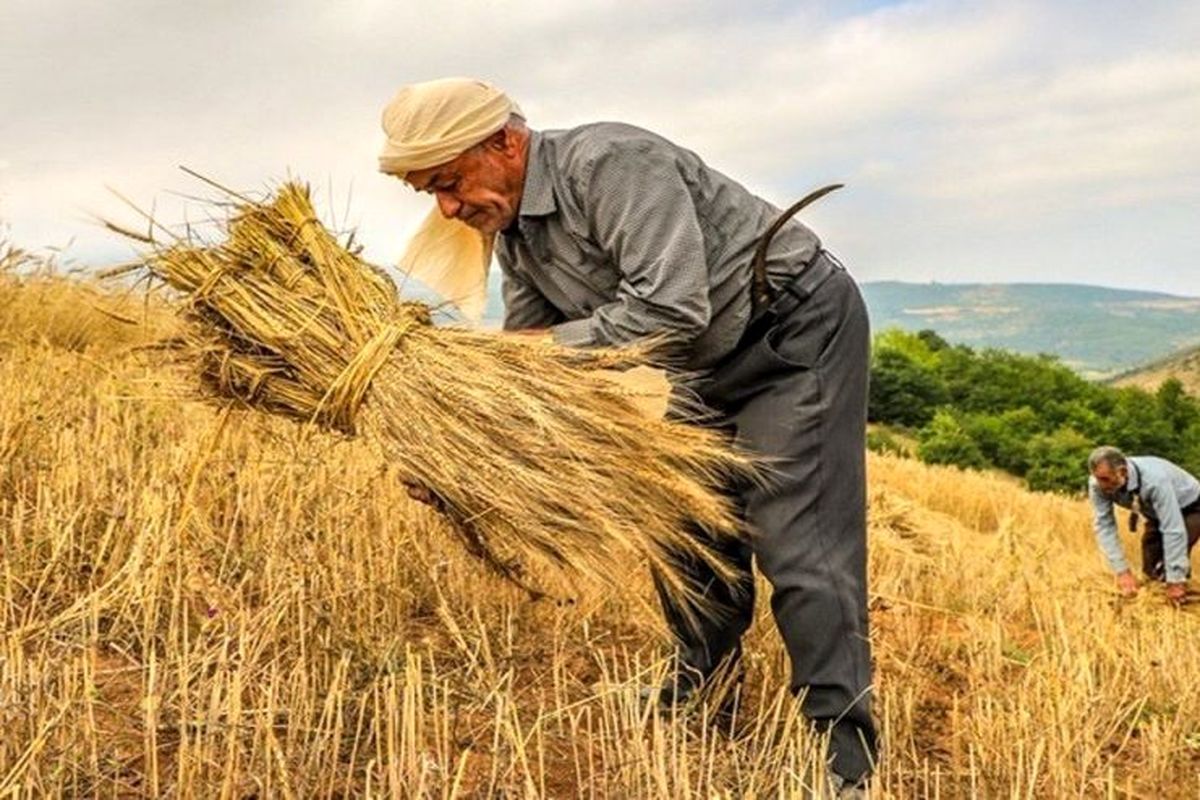 آخرین جزئیات از پرداخت ۶ همتی برای کشاورزان