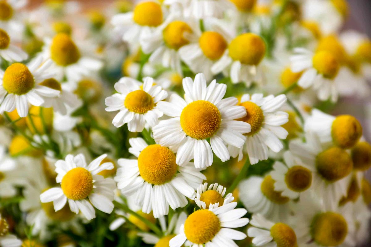 مسکن‌ های گیاهی را بیشتر بشناسید / درمان قطعی درد بدن با خوردن این گیاهان