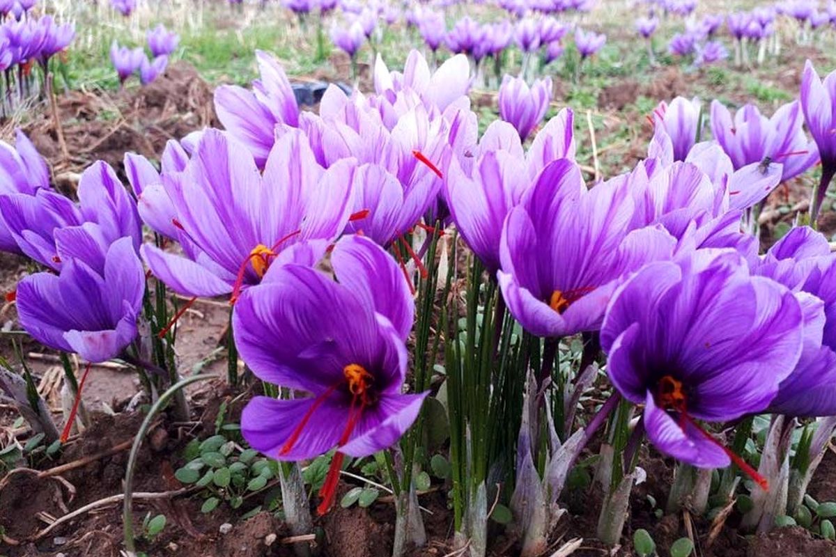 اعلام آخرین قیمت زعفران در بازار / افغانستان، زعفران ایران را به نام خود صادر می کند