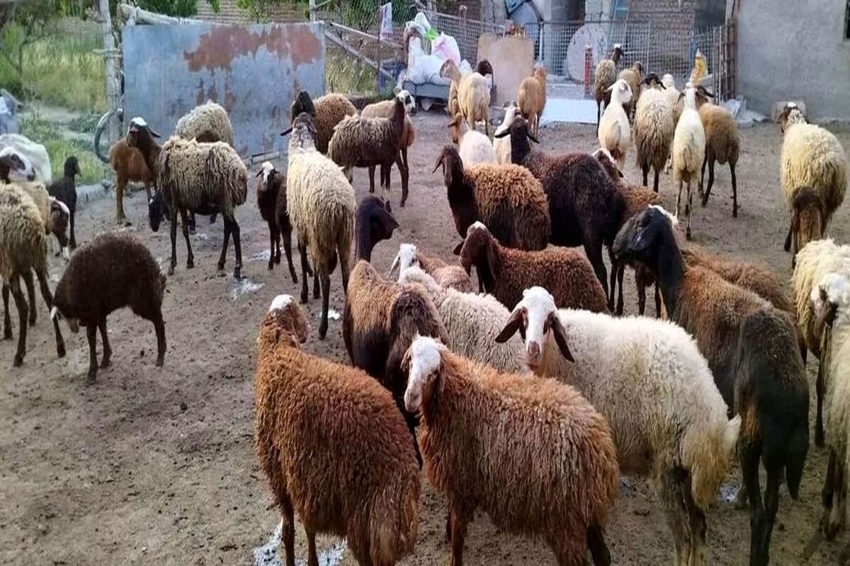 آخرین قیمت دام زنده در بازار مشخص شد