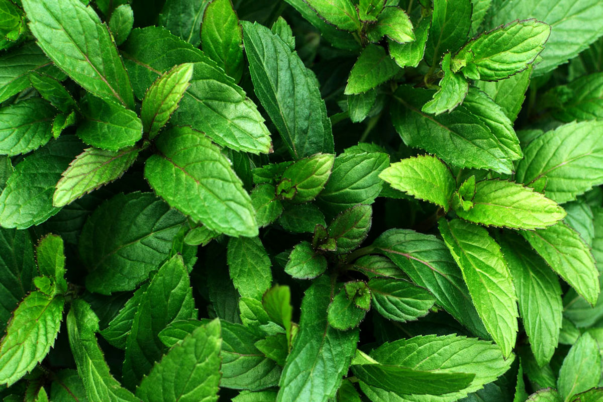 با این گیاه به جنگ نفخ شکم بروید