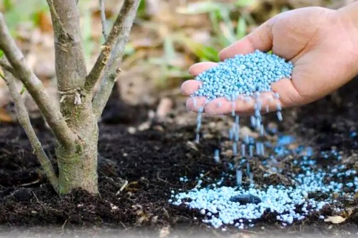 عطر دل انگیز کود وارداتی