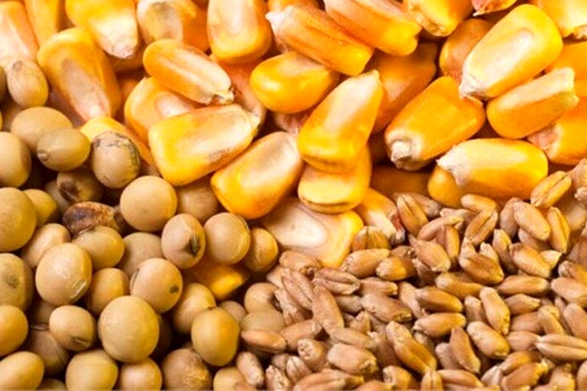 آخرین قیمت نهاده های دامی و کشاورزی / جوجه یکروزه و کنجاله سویا چند؟