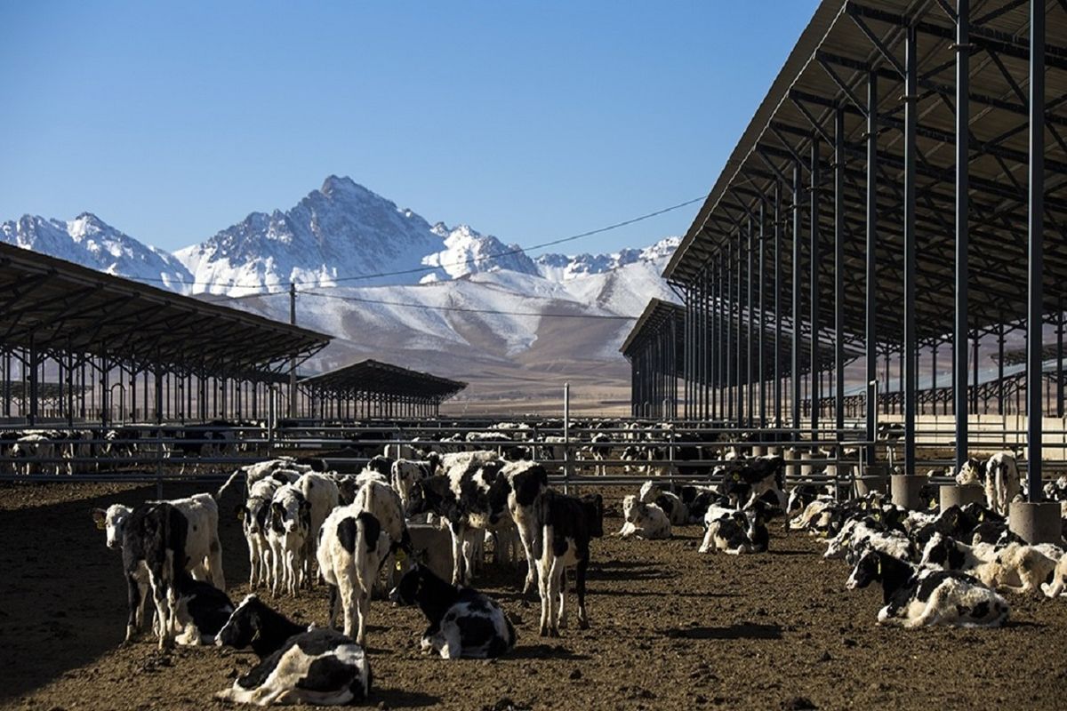 یک عرضه اولیه جدید در راه بورس