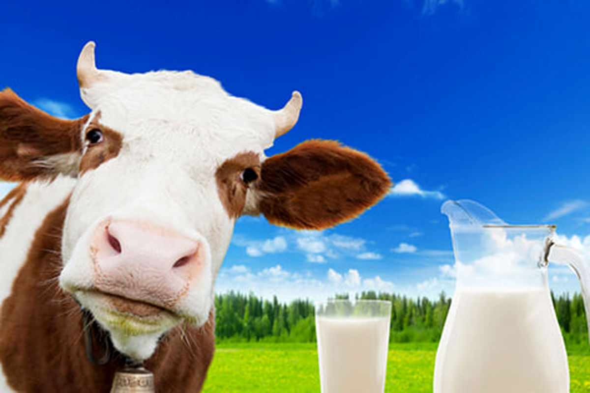 قیمت شیرخام اصلاح شد؟