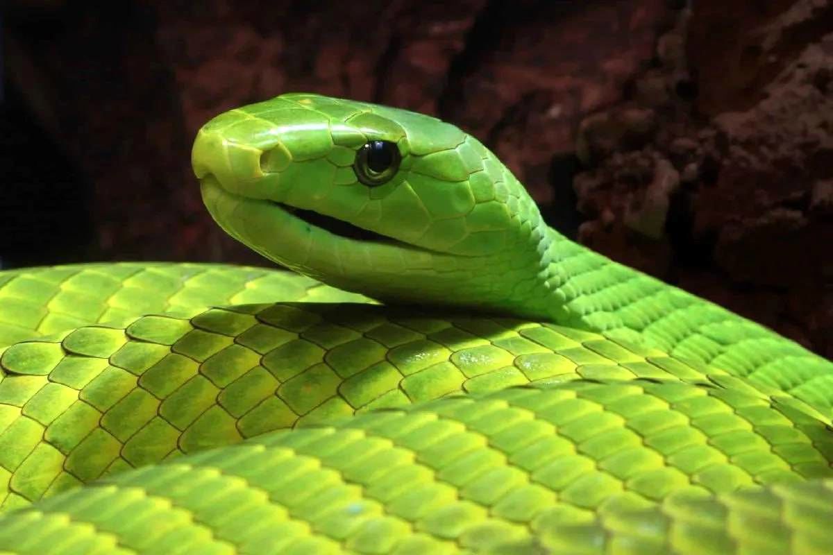 نیش این مار دردناک‌ترین راه برای مردن است + عکس