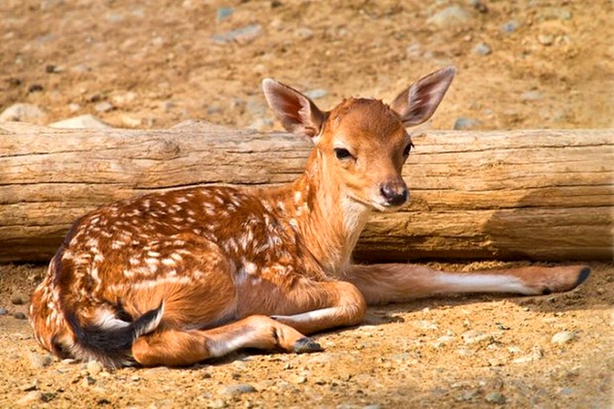 تولد نخستین گوزن زرد ایرانی در طبیعت لرستان