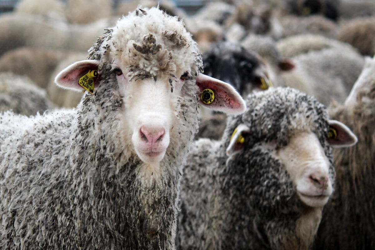 صادرات دام زنده ممنوع شد