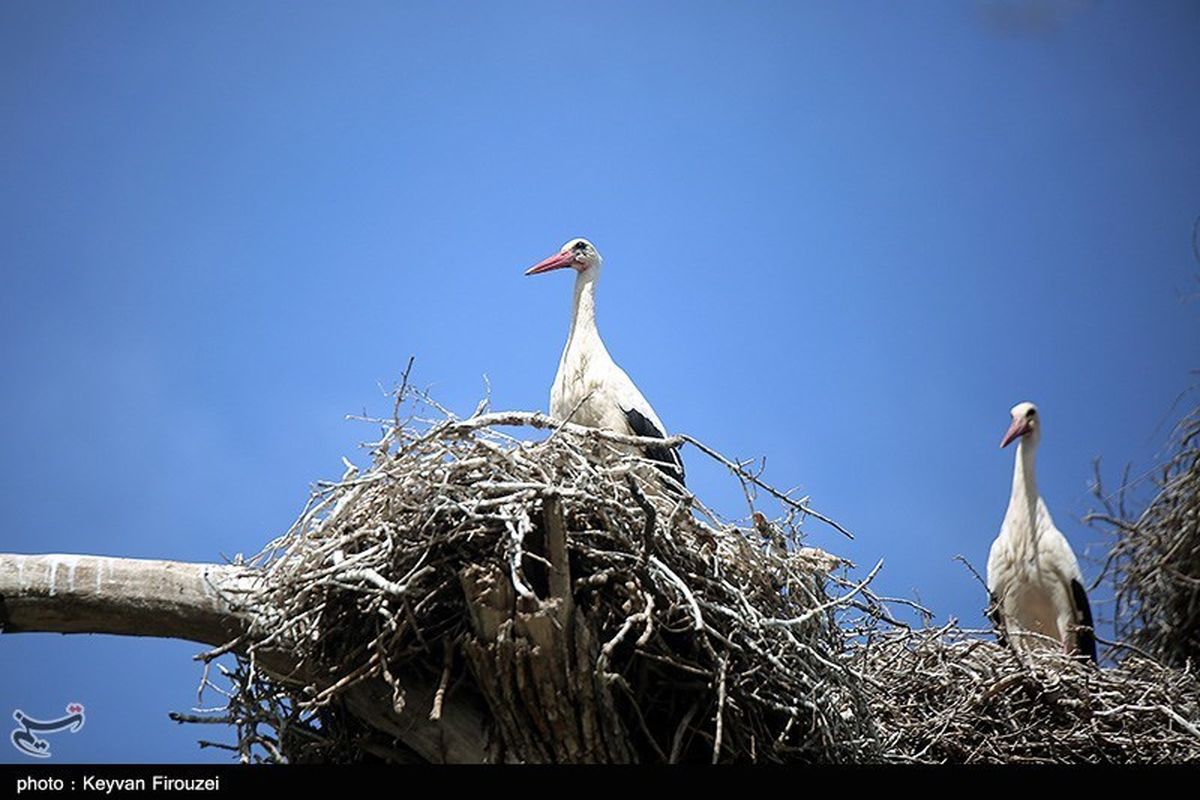 تصاویر / روستای بیلو میزبان لک‌لک‌های مهاجر