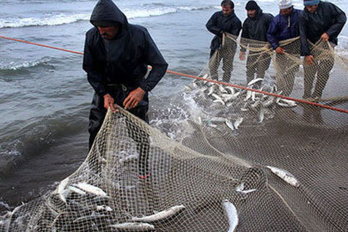 صید این ماهی ممنوع اعلام شد