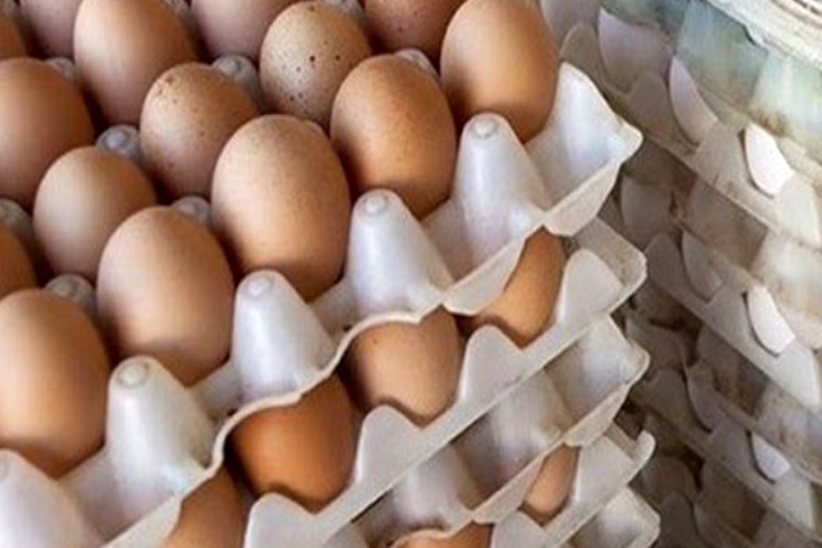 سقوط آزاد قیمت تخم مرغ در بازار