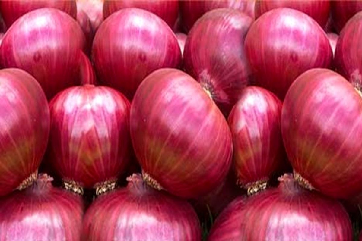 صادرات پیاز آزاد شد