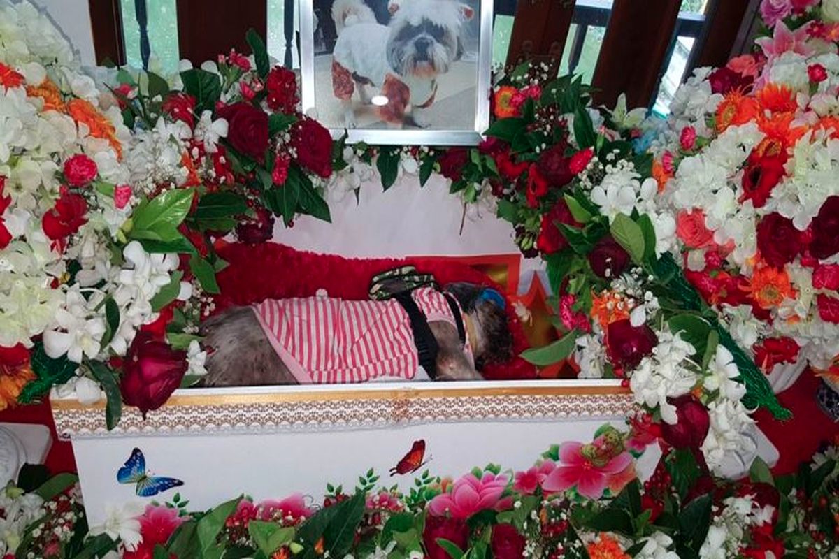 تدارک مراسمی عجیب برای مرگ حیوانات